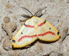 Phoenicocampa terinata