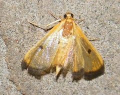 Phostria bistigmalis
