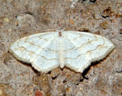 Scopula curvimargo