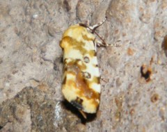 Acontia transfigurata
