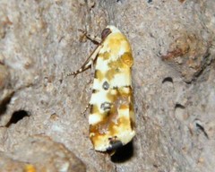 Acontia transfigurata