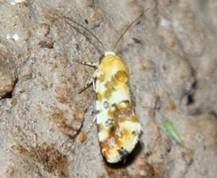 Acontia transfigurata