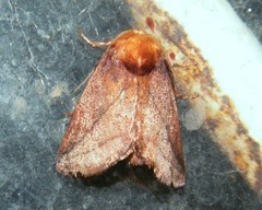 Brachypecta perobliqua