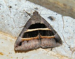 Grammodes congenita