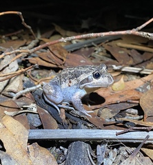 Limnodynastes dumerilii dumerilii