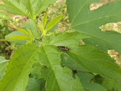 Pseudomops septentrionalis