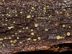 Chlorosplenium