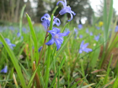 Scilla luciliae
