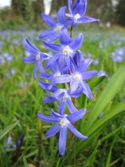 Scilla luciliae