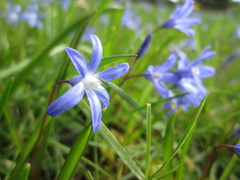Scilla luciliae