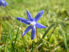 Scilla luciliae
