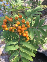 Sorbus aucuparia