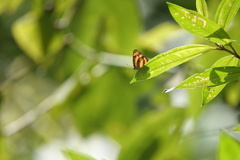 Pantoporia paraka