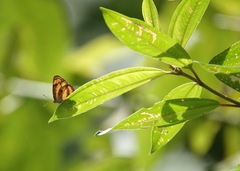 Pantoporia paraka