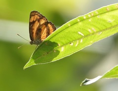 Pantoporia paraka