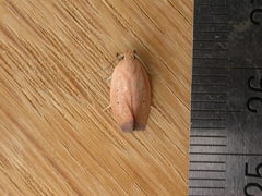 Acanthodela protophaes