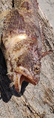 Hemitripterus villosus