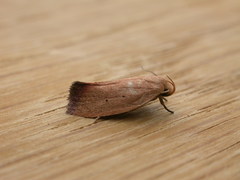 Acanthodela protophaes