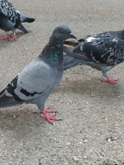 Columba livia