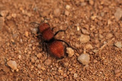 Pseudomethoca anthracina