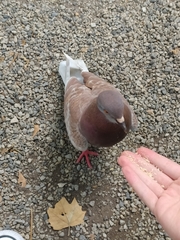 Columba livia
