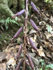 Aphyllorchis montana