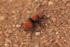 Pseudomethoca anthracina