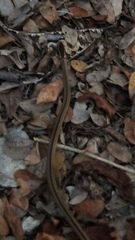 Coniophanes schmidti