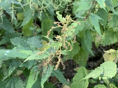 Urtica dioica