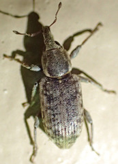 Listronotus