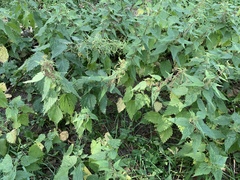 Urtica dioica