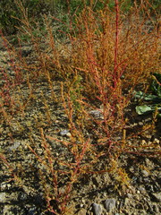 Salsoloideae
