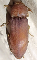 Anelastes desertorum