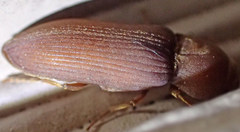 Anelastes desertorum