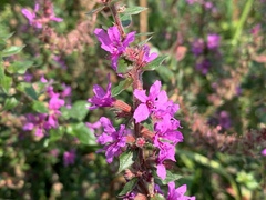 Lythrum salicaria