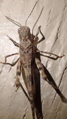 Trimerotropis occidentalis