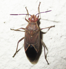 Boisea fulcrata