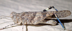 Trimerotropis occidentalis