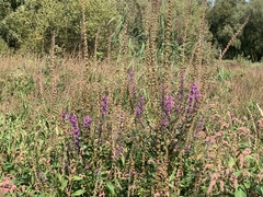 Lythrum salicaria