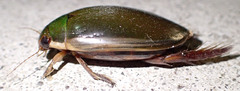 Cybister explanatus