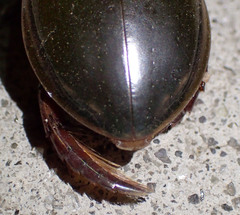 Cybister explanatus