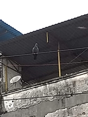 Columba livia domestica