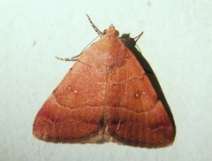 Plecopterodes moderata