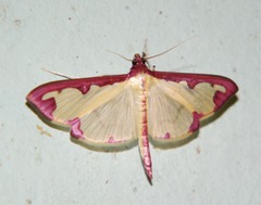 Cadarena pudoraria