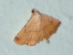 Eublemma gayneri