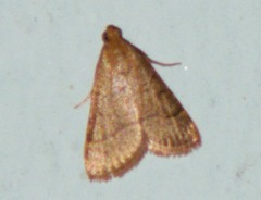Hypsopygia nostralis
