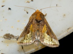 Thysanoplusia orichalcea