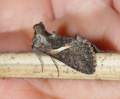Vittaplusia vittata