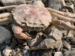 Eriocheir sinensis