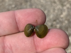 Corbicula fluminea